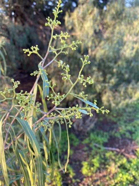 Geijera parviflora (Wilga) (alternate view 11)