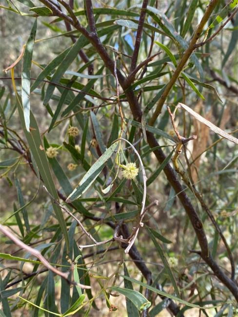 Acacia salicina (Willow Acacia) (alternate view 11)