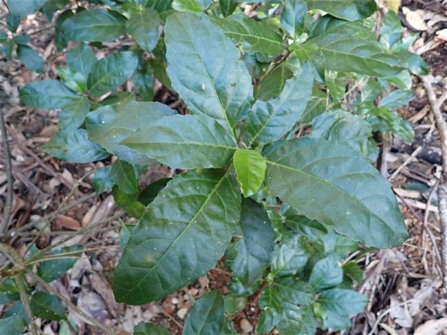Claoxylon australe (Brittlewood) (alternate view 7)