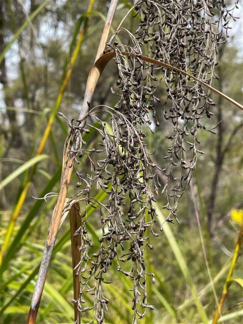 Gahnia clarkei (tall saw-sedge) (alternate view 10)