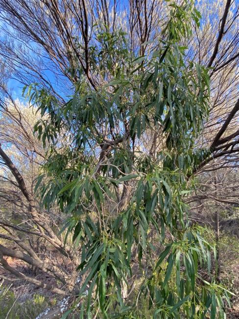 Alstonia constricta (Bitterbark) (alternate view 9)
