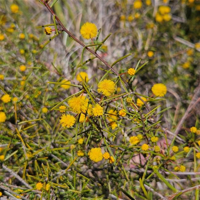 Acacia brownii (heath wattle) (alternate view 8)