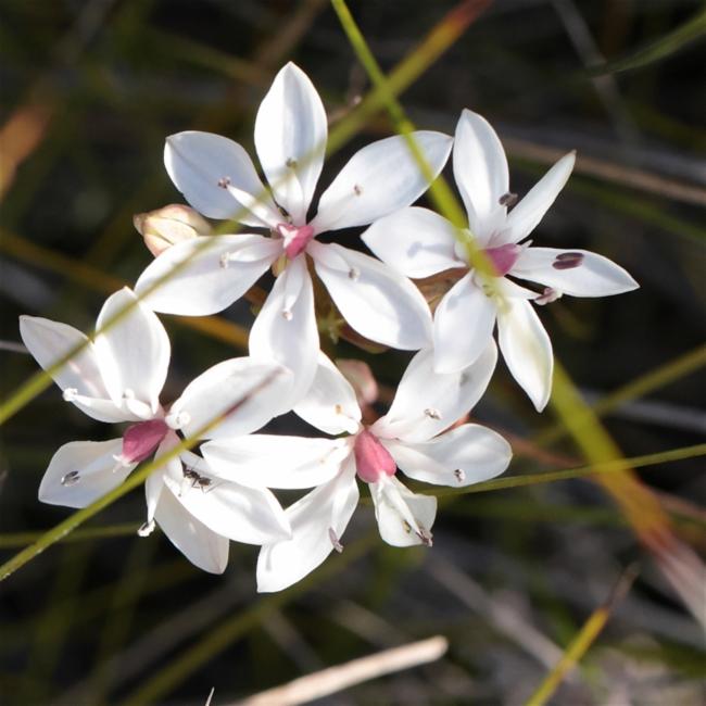 Burchardia umbellata (Milkmaids) (alternate view 11)