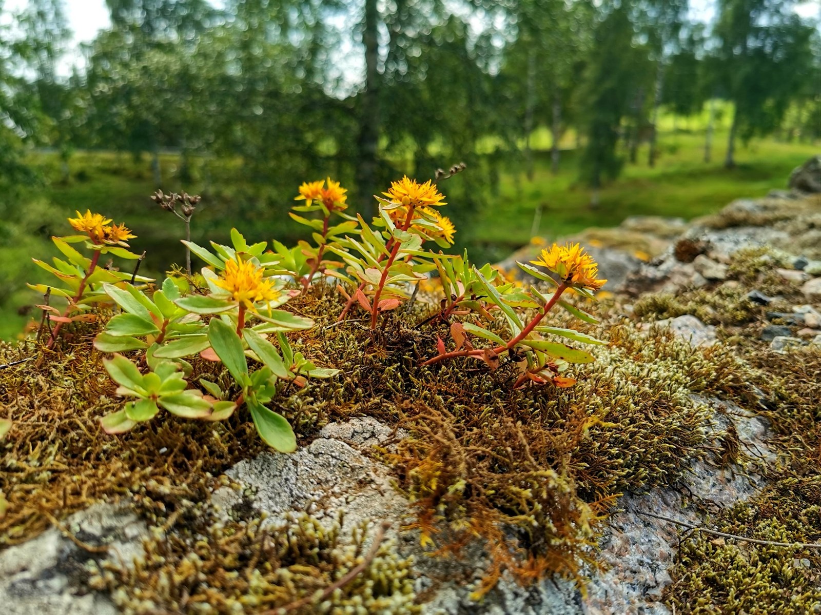 Phedimus kamtschaticus (Orange Stonecrop) (alternate view 13)
