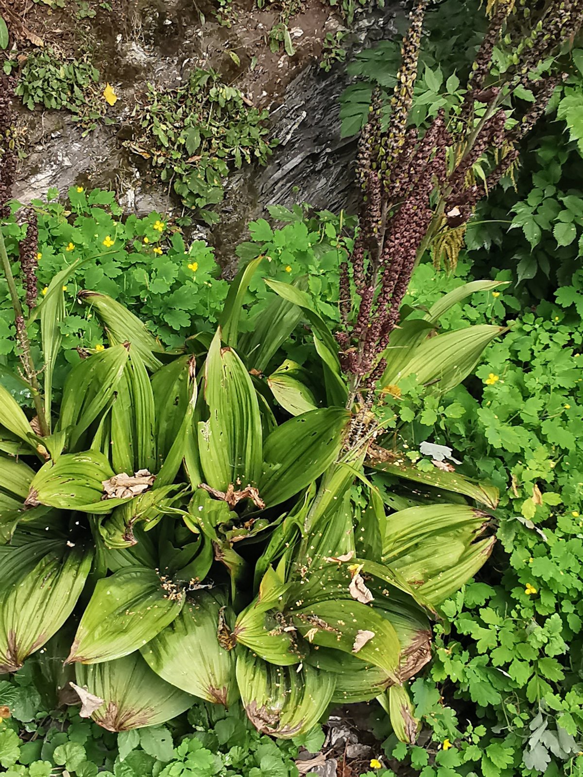 Veratrum nigrum