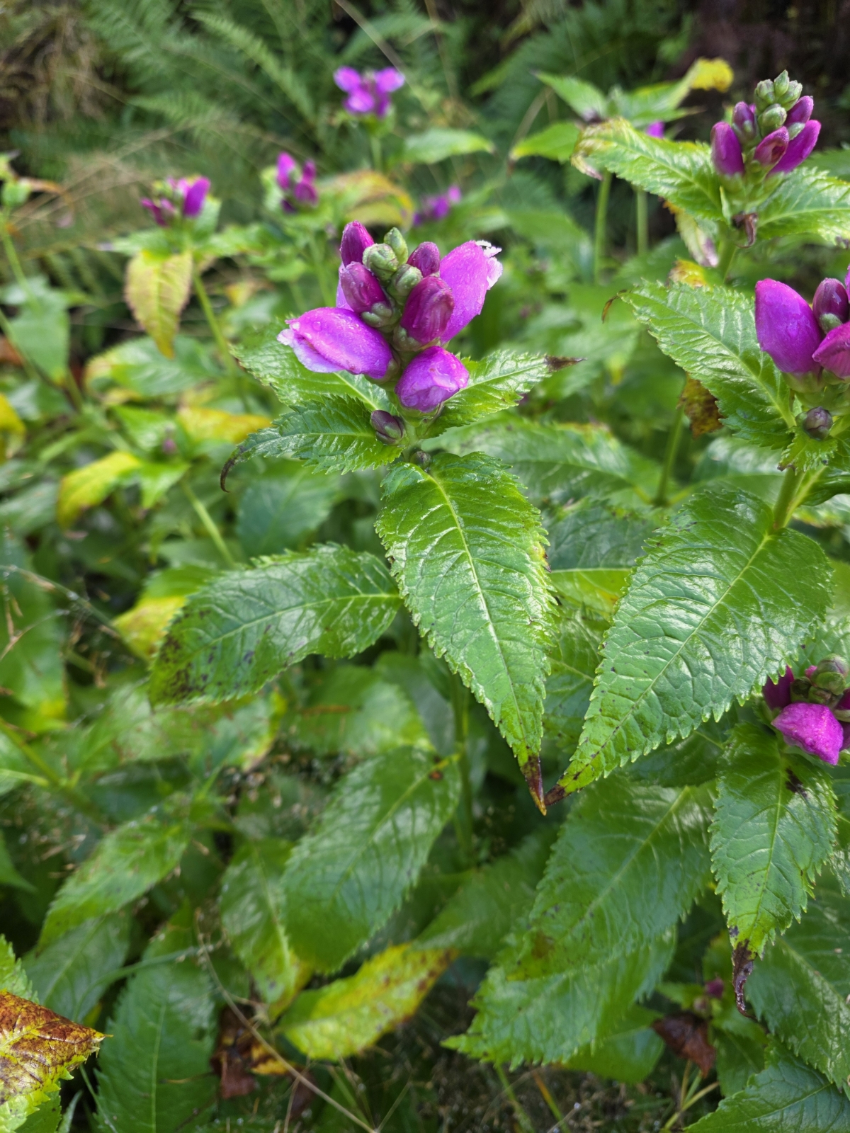 Chelone obliqua (Rose Turtlehead) (alternate view 12)