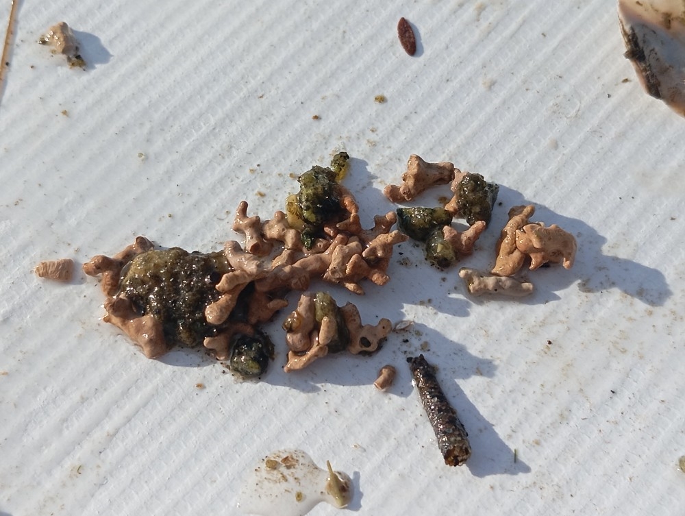 Lithothamnion (Crustose coralline algae)