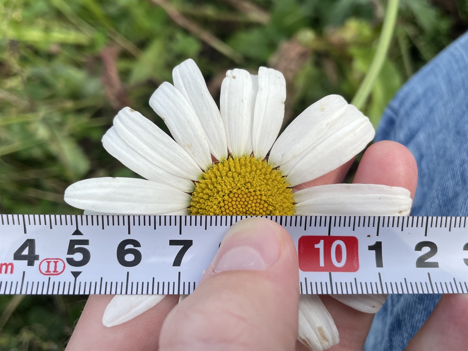 Leucanthemum x superbum (Shasta daisy) (alternate view 11)