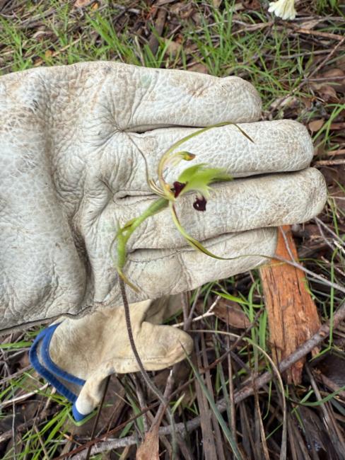 Caladenia tentaculata (eastern mantis orchid) (alternate view 11)