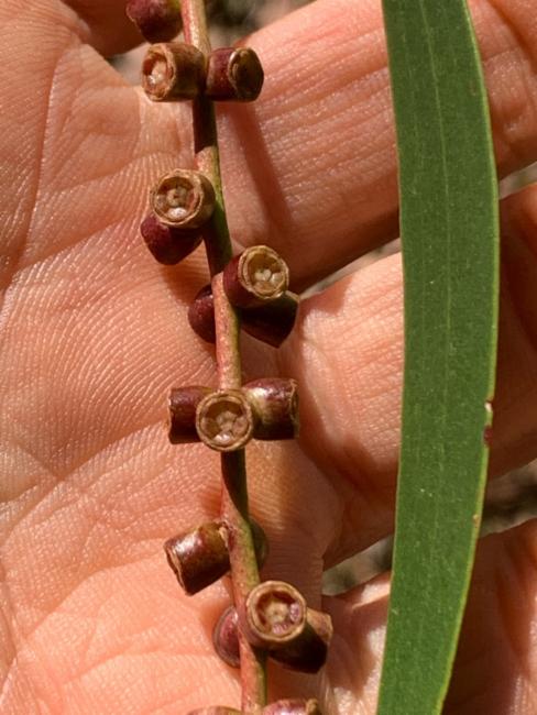 Melaleuca leucadendra (Weeping Paperbark) (alternate view 11)