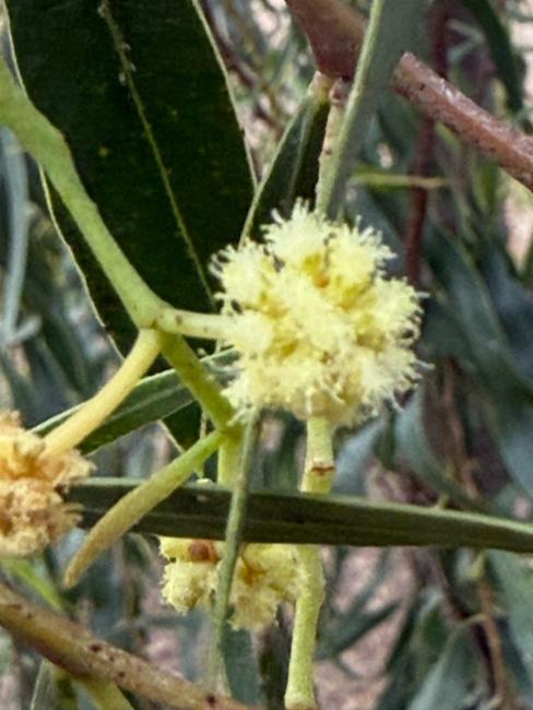 Acacia salicina (Willow Acacia) (alternate view 12)