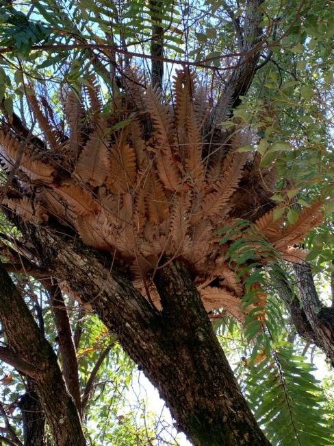 Drynaria rigidula (basket fern) (alternate view 12)