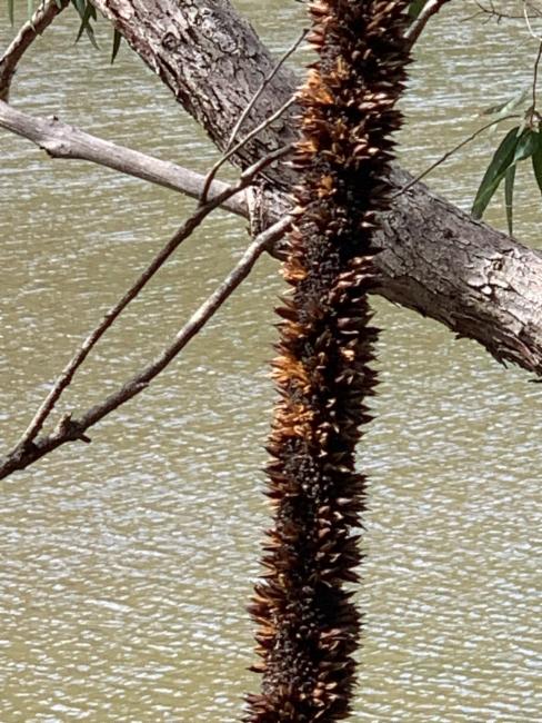 Xanthorrhoea johnsonii (Forest Grasstree) (alternate view 11)
