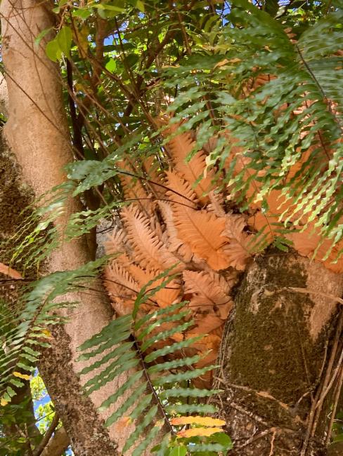 Drynaria rigidula (basket fern) (alternate view 11)
