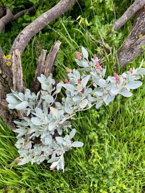 Atriplex cinerea (Grey Saltbush) (alternate view 11)