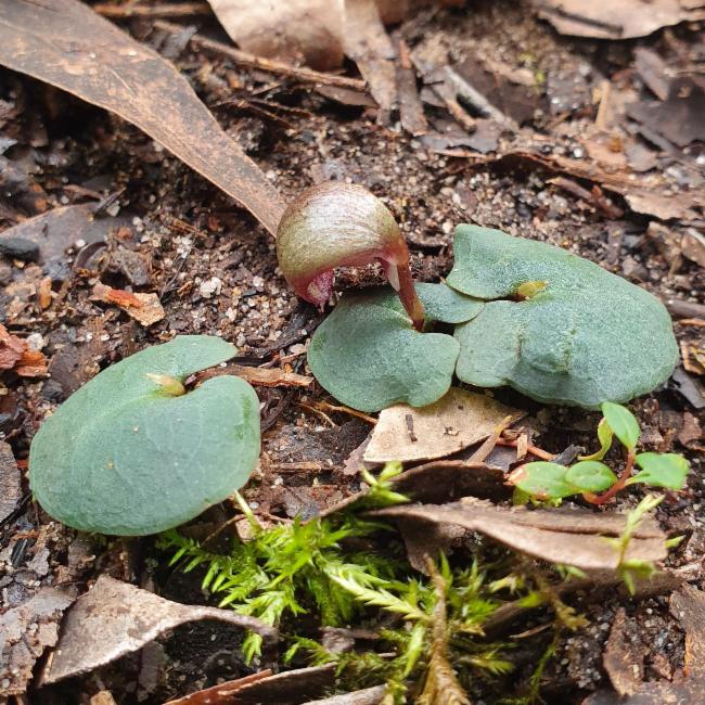 Corybas aconitiflorus (Spurred Helmet-orchid) (alternate view 8)