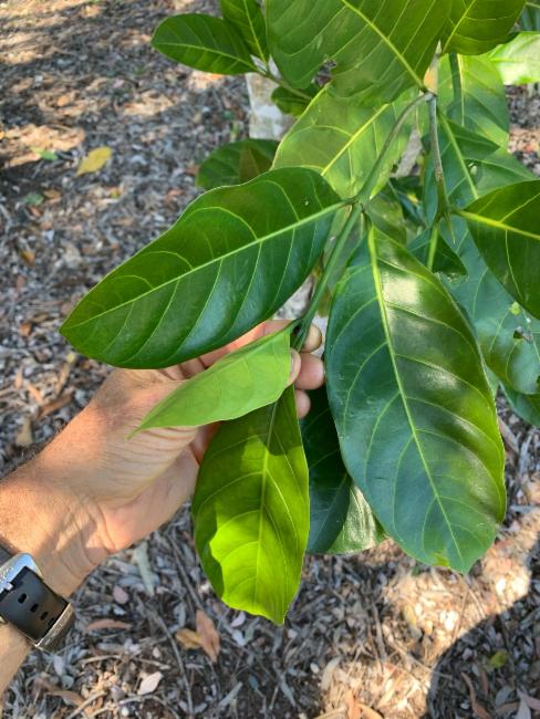 Atractocarpus fitzalanii (Brown Gardenia) (alternate view 7)