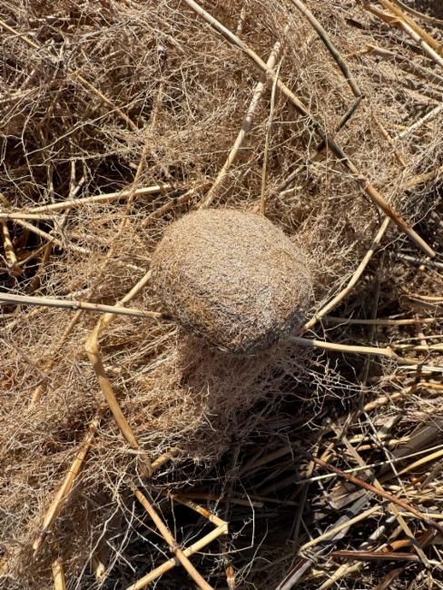 Posidonia australis (fibre-ball weed) (alternate view 9)