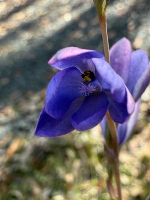 Thelymitra ixioides (spotted sun-orchid) (alternate view 11)