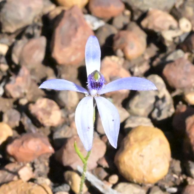Pheladenia deformis (Blue Fairy Orchid) (alternate view 11)