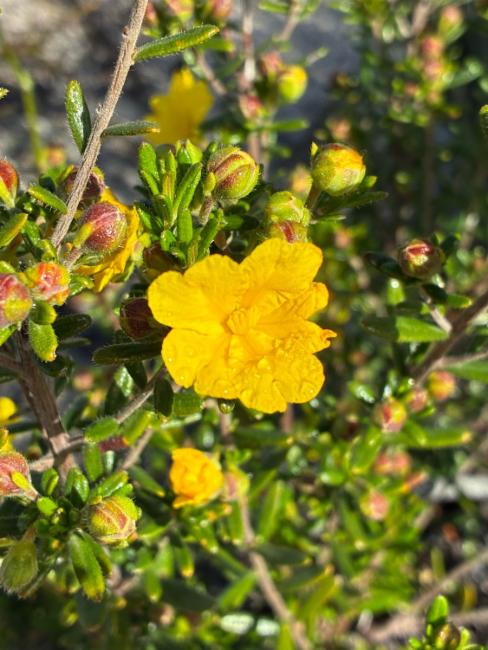Hibbertia hypericoides (Yellow Buttercups) (alternate view 11)