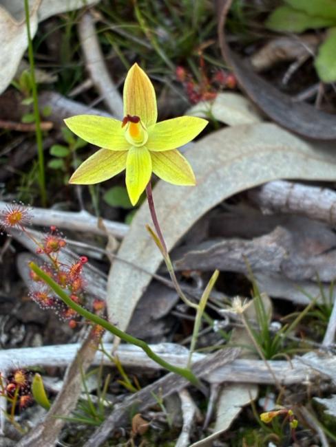 Thelymitra antennifera (lemon-scented sun orchid) (alternate view 11)