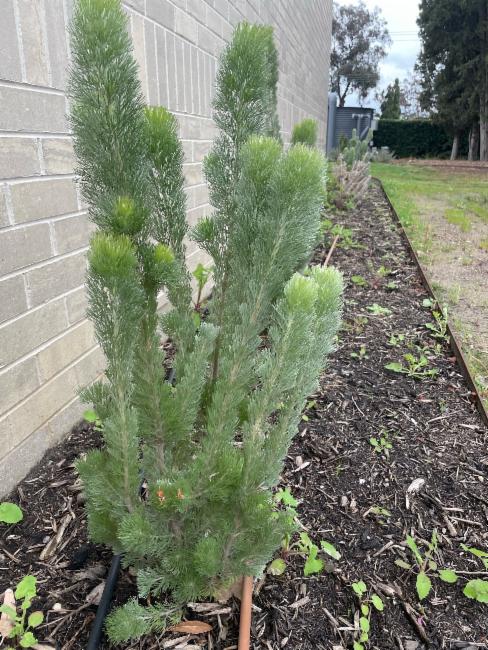 Adenanthos sericeus (alternate view 2)