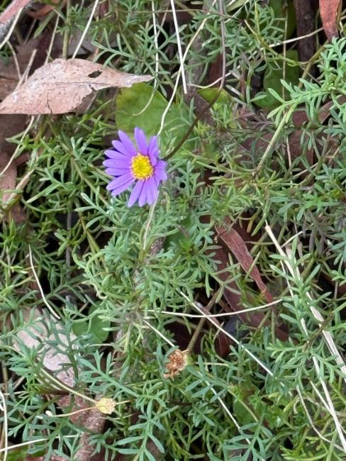 Brachyscome multifida (cut-leaved daisy) (alternate view 11)