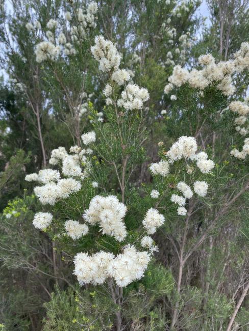 Melaleuca ericifolia (Swamp Paperbark) (alternate view 10)