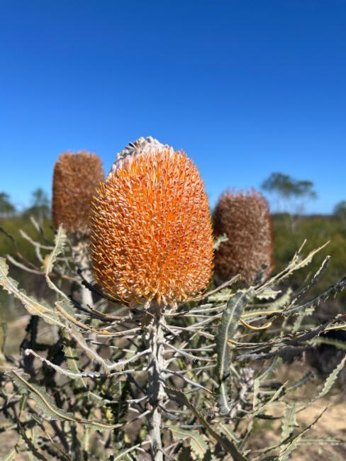 Banksia hookeriana (alternate view 2)
