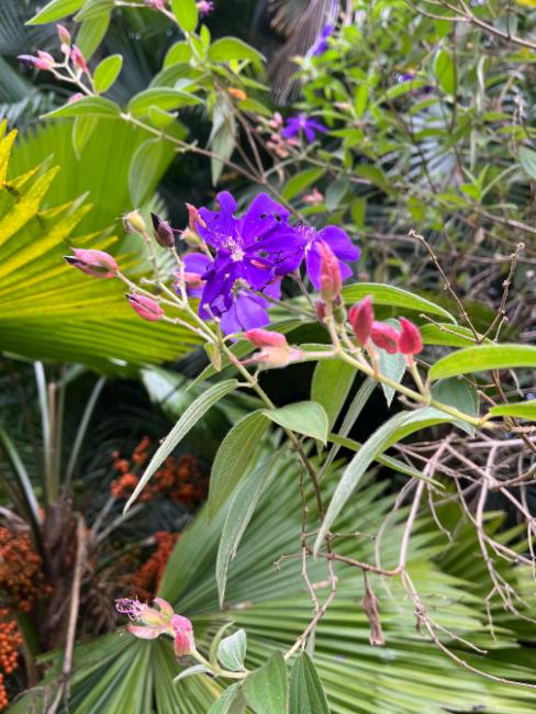 Tibouchina urvilleana (Tibouchina Princess Flower)