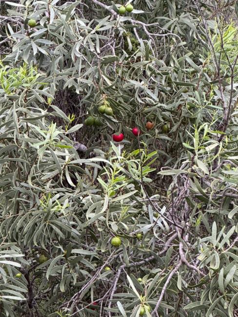 Santalum acuminatum (Desert Quandong) (alternate view 11)