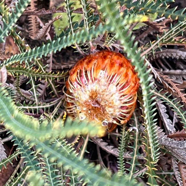 Banksia dallanneyi (couch honeypot) (alternate view 11)