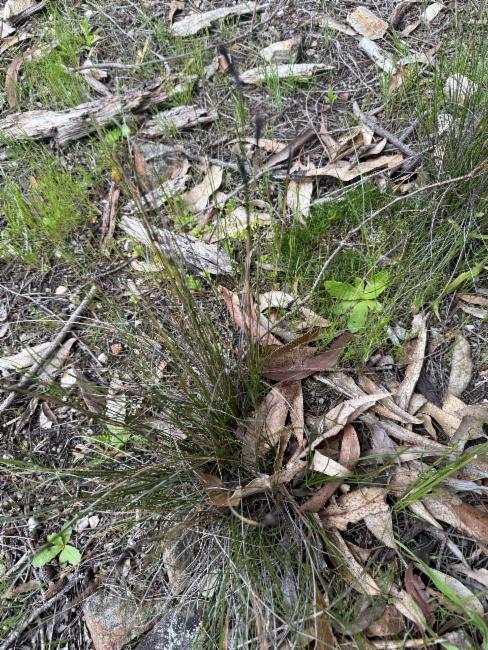Lepidosperma carphoides (black rapier-sedge) (alternate view 5)