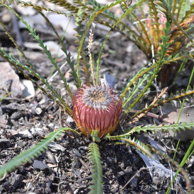 Banksia dallanneyi (couch honeypot) (alternate view 12)
