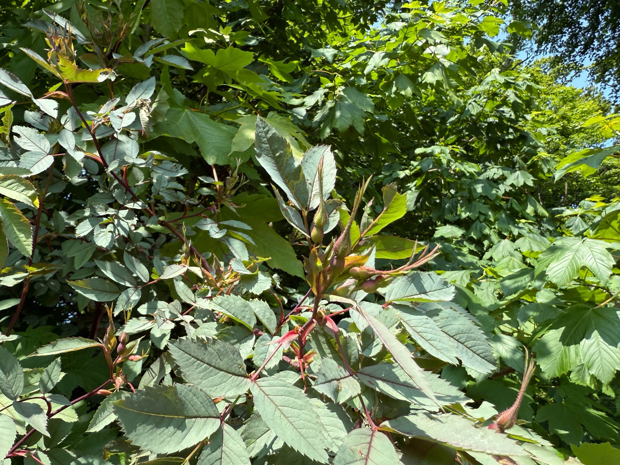Rosa glauca (redleaf rose) (alternate view 11)