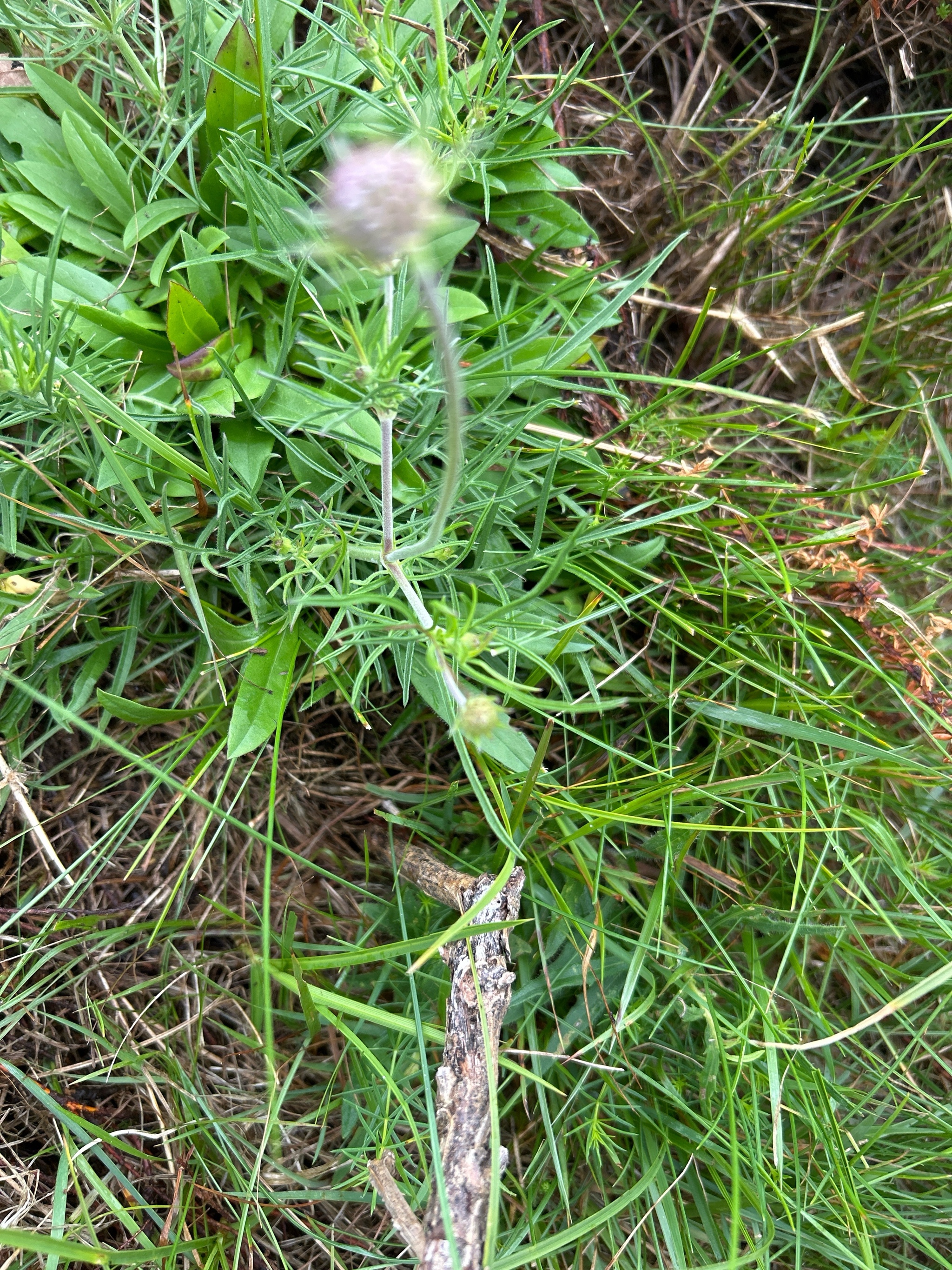 Scabiosa canescens (Gray Pincushion Flower) (alternate view 11)
