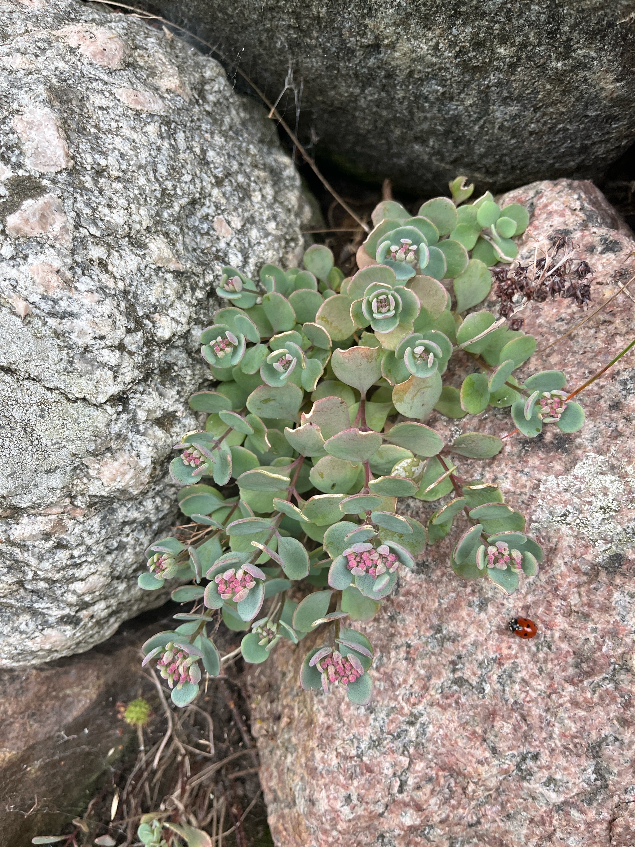 Sedum ewersii (Pink Stonecrop) (alternate view 4)