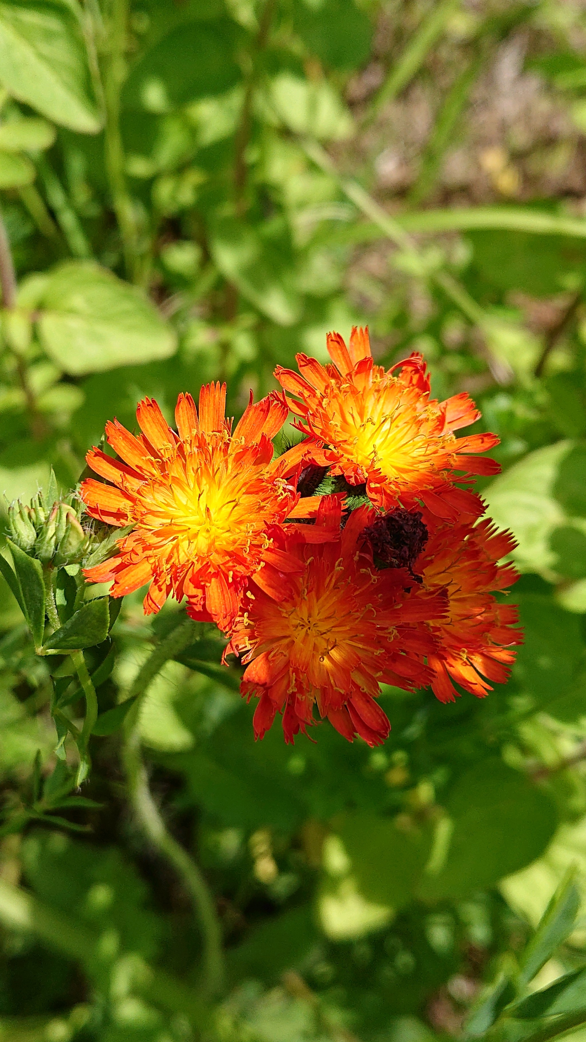 Hieracium aurantiacum (orange hawkweed) (alternate view 3)