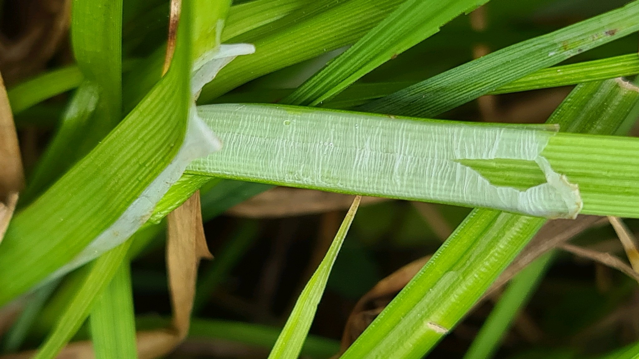 Carex vulpina (fox sedge) (alternate view 8)