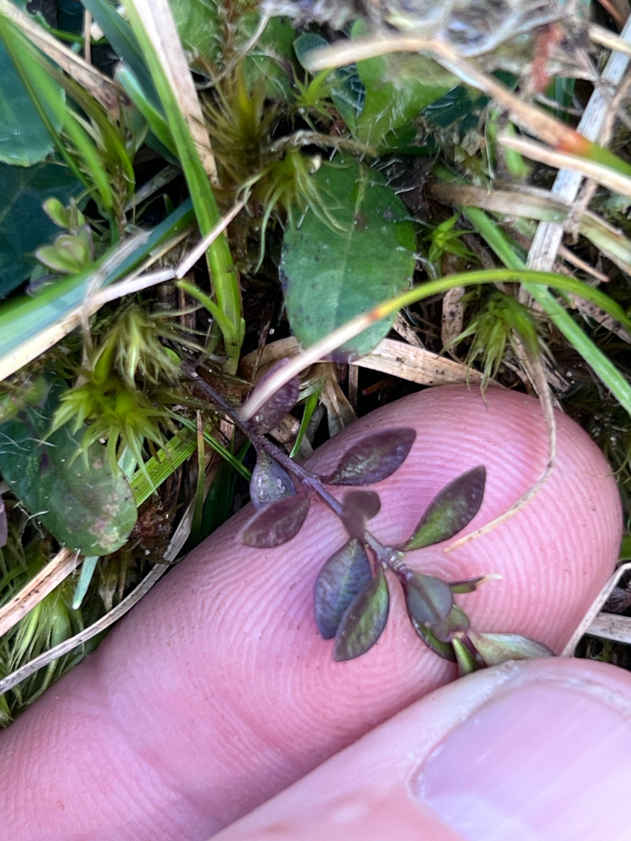 Polygala serpyllifolia (Heath Milkwort) (alternate view 13)