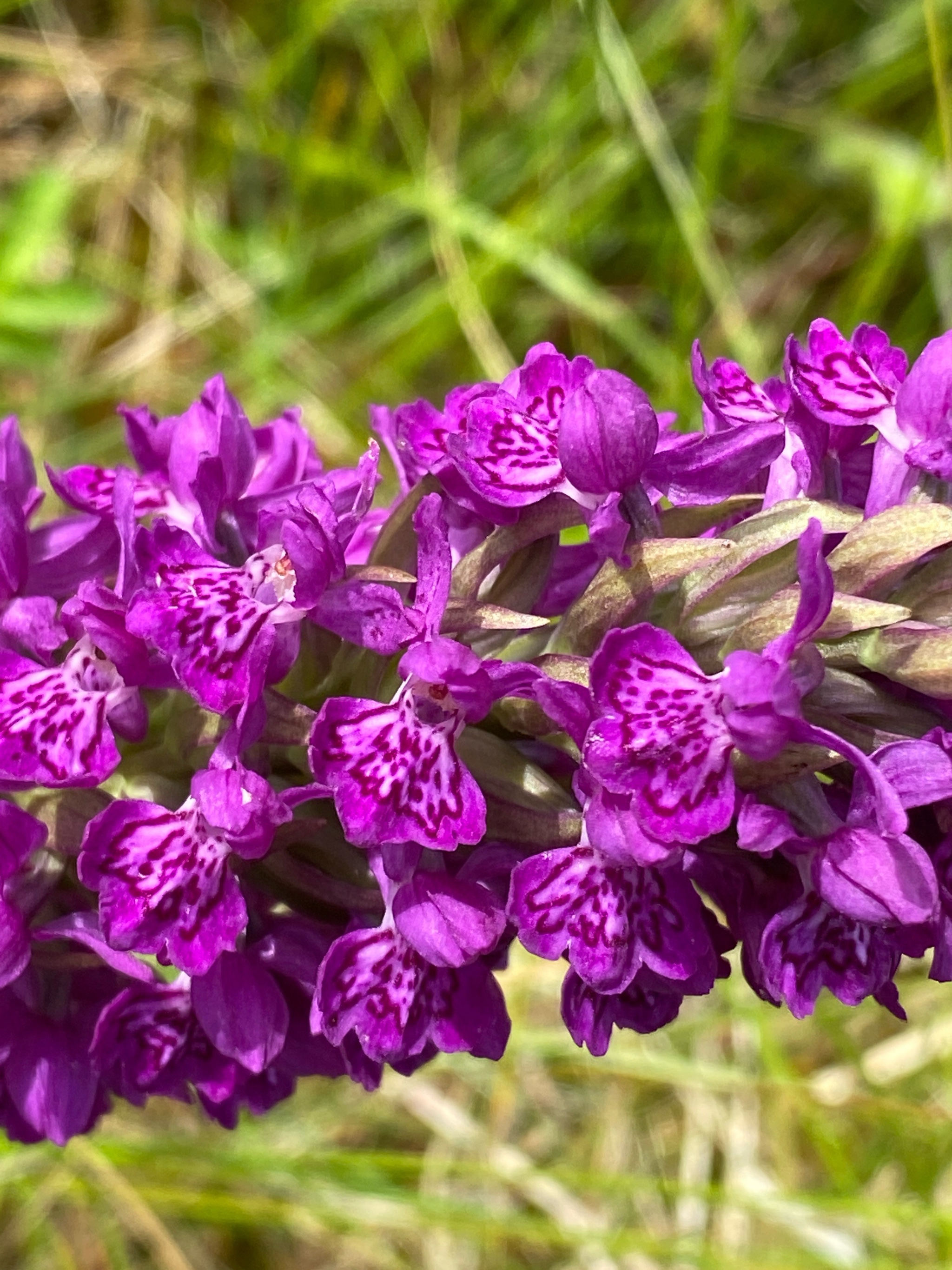 Dactylorhiza purpurella (Northern Marsh-orchid) (alternate view 9)