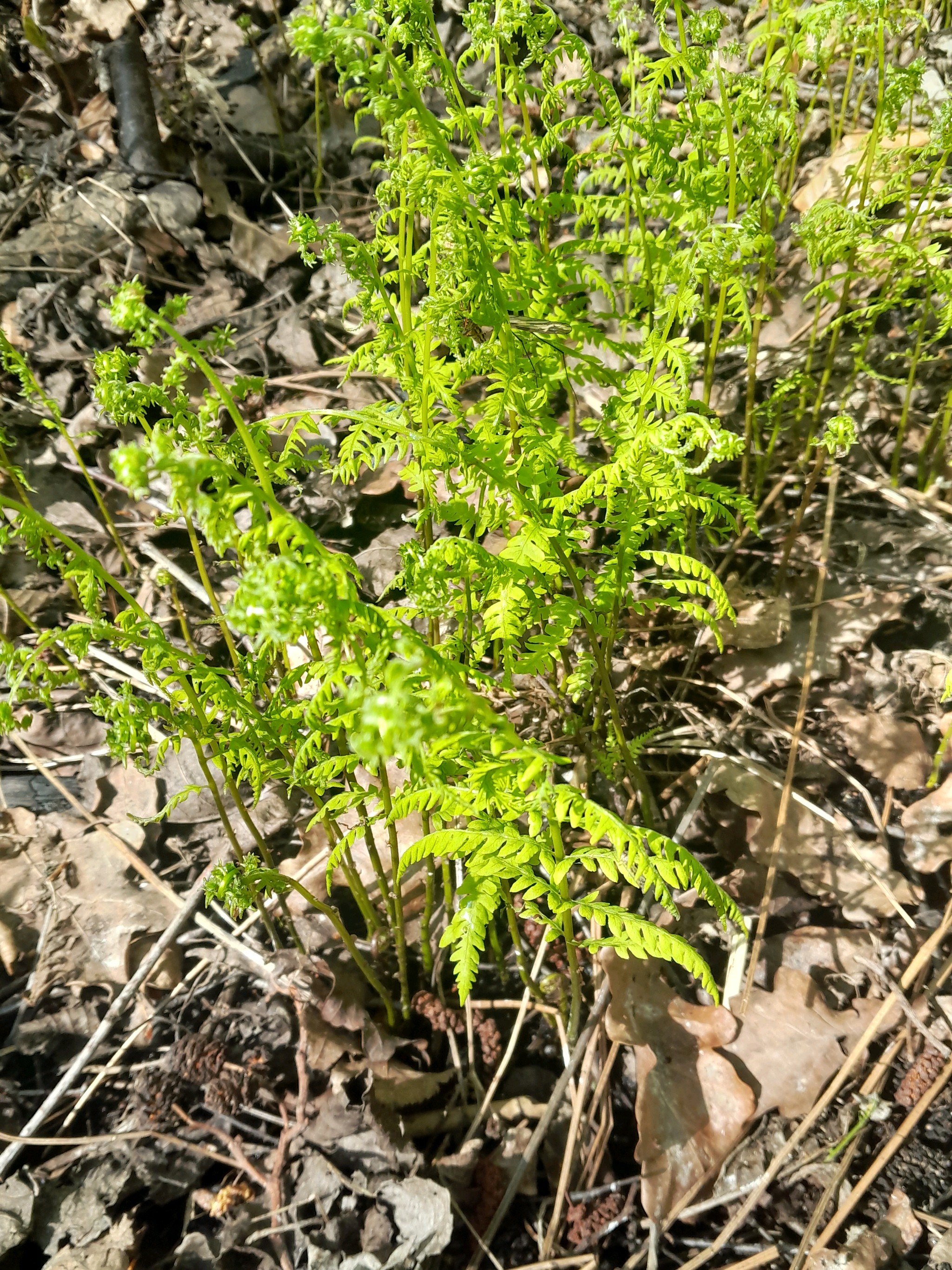 Thelypteris palustris (marsh fern) (alternate view 11)