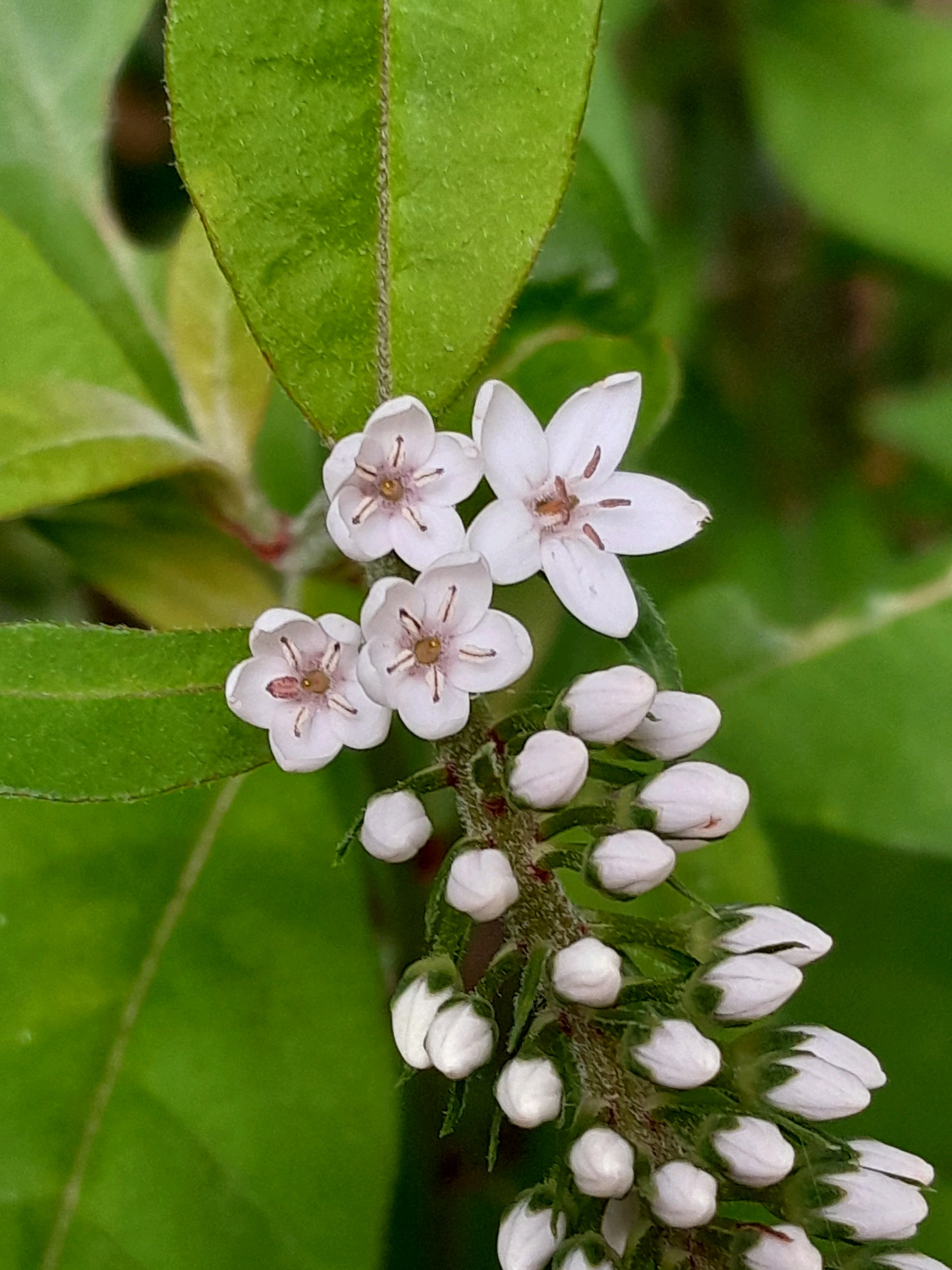 Lysimachia clethroides (Gooseneck Loosestrife)
