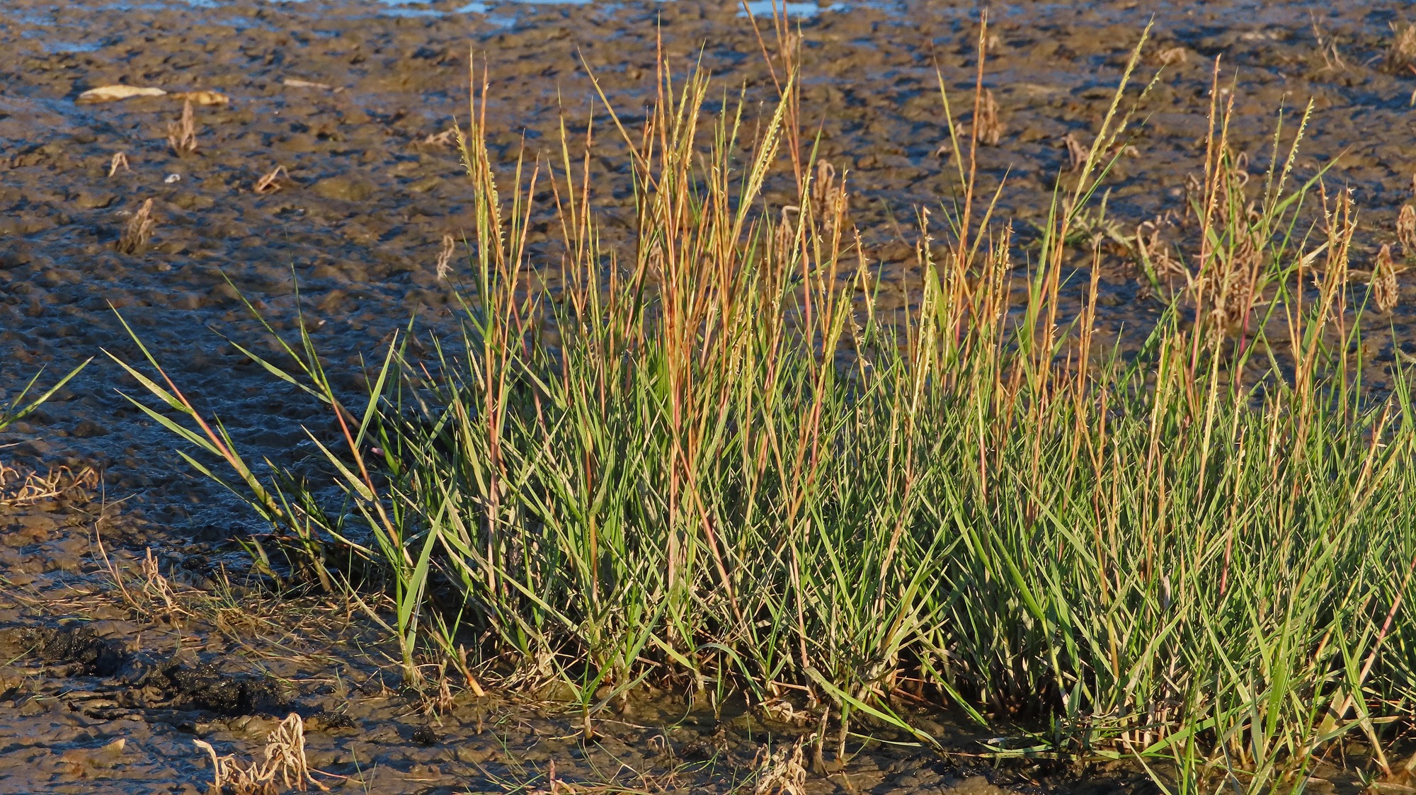 Sporobolus alterniflorus (Saltmarsh Cordgrass) (alternate view 12)
