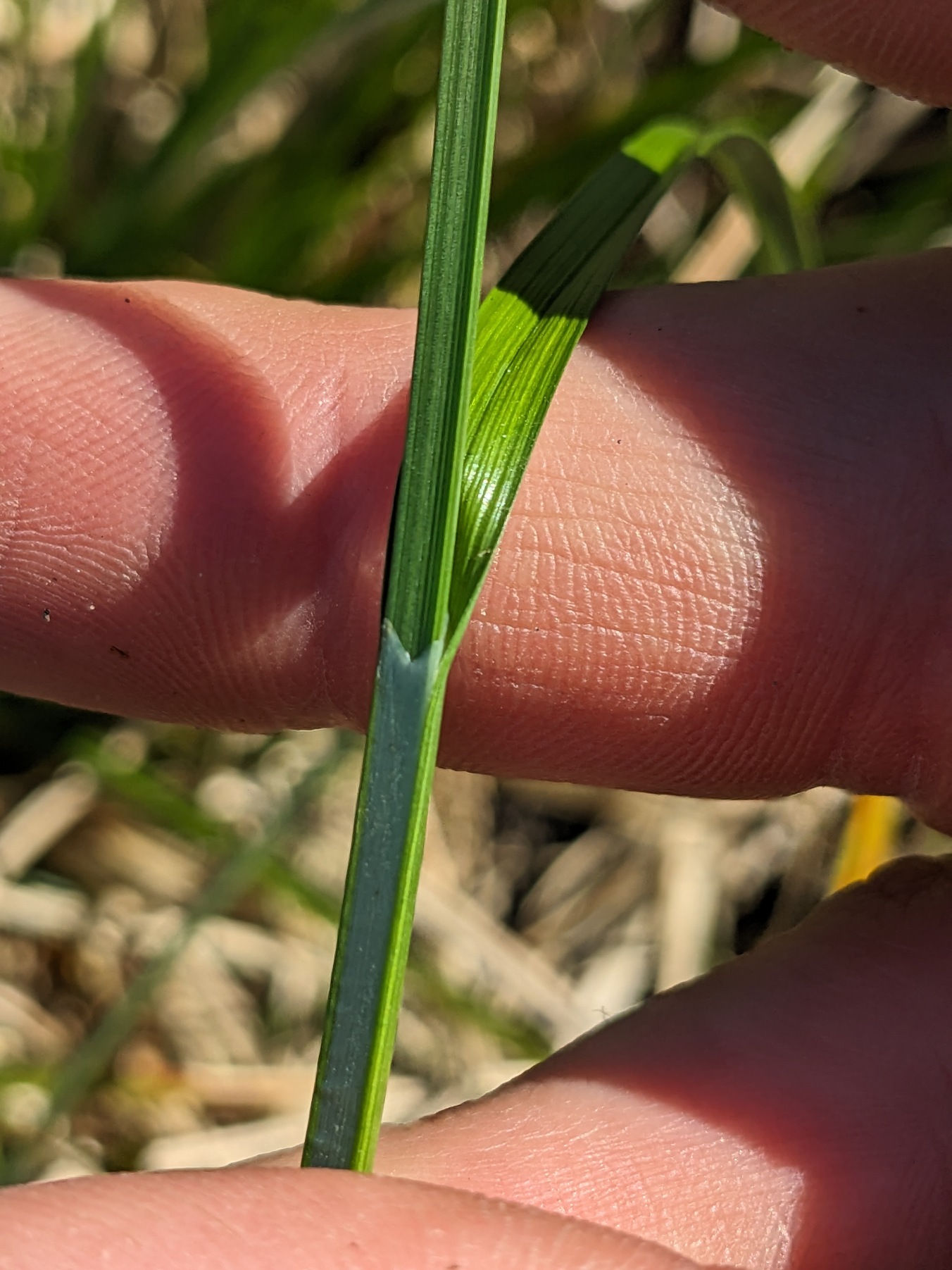Carex otrubae (False Fox-sedge) (alternate view 9)
