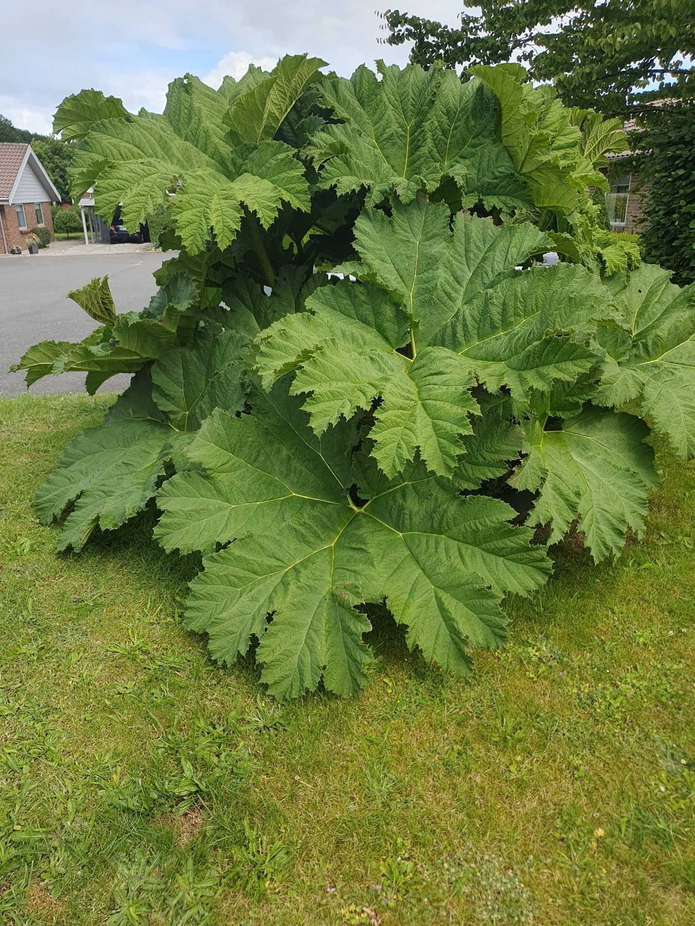 Gunnera manicata (gunnera) (alternate view 13)