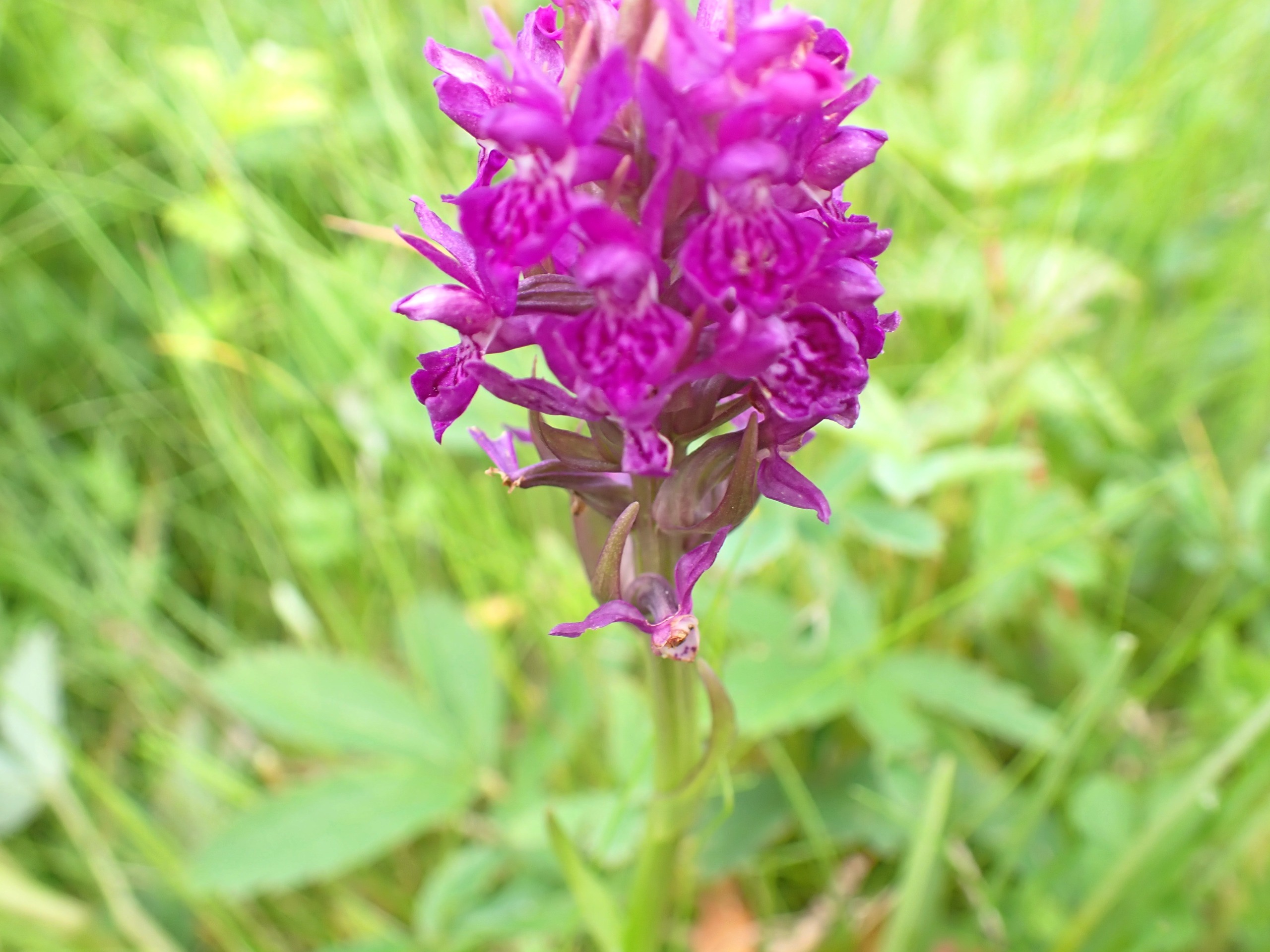 Dactylorhiza purpurella (Northern Marsh-orchid) (alternate view 8)