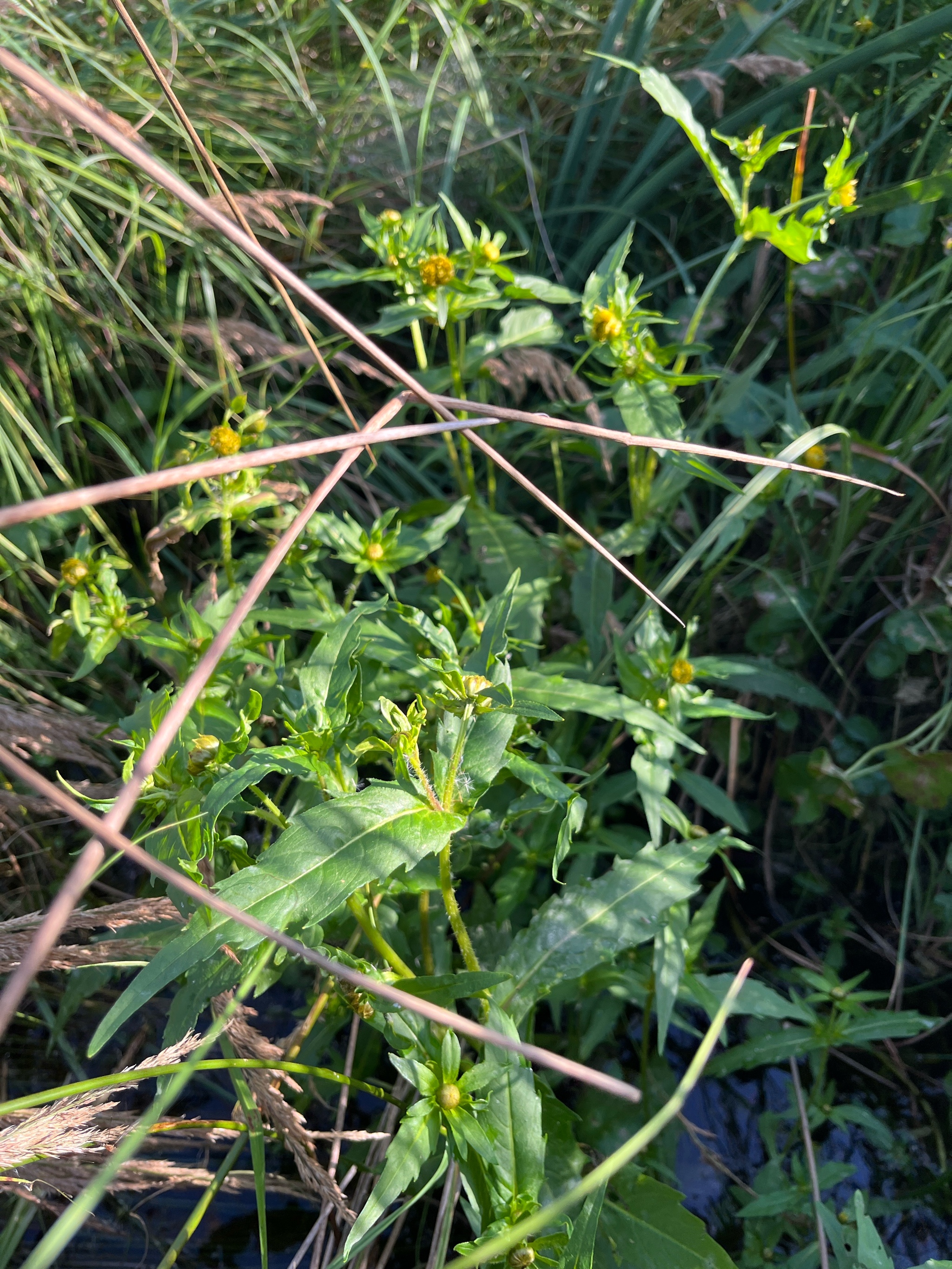Bidens cernua (Nodding Beggarticks) (alternate view 13)