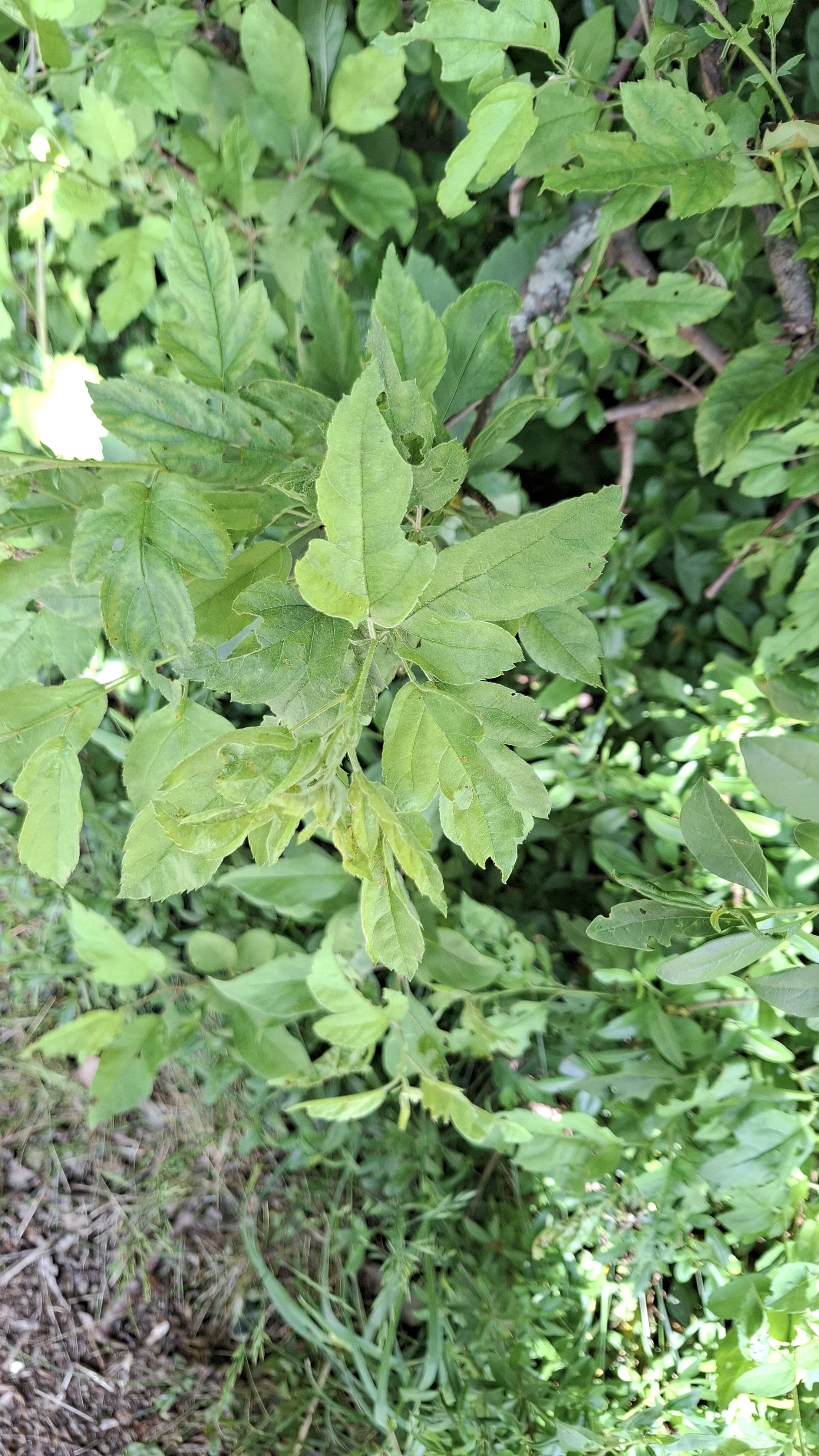 Malus sargentii (Sargent Crabapple Tree) (alternate view 3)